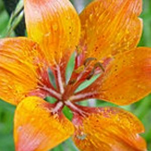 Meet your Posher, Nitsa